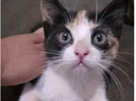 Gato raça SRD idade 2 a 6 meses nome Mia 