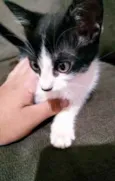 Mimi 