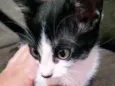 Mimi 