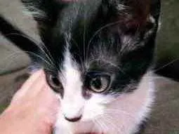 Gato raça SRD idade 2 a 6 meses nome Mimi 