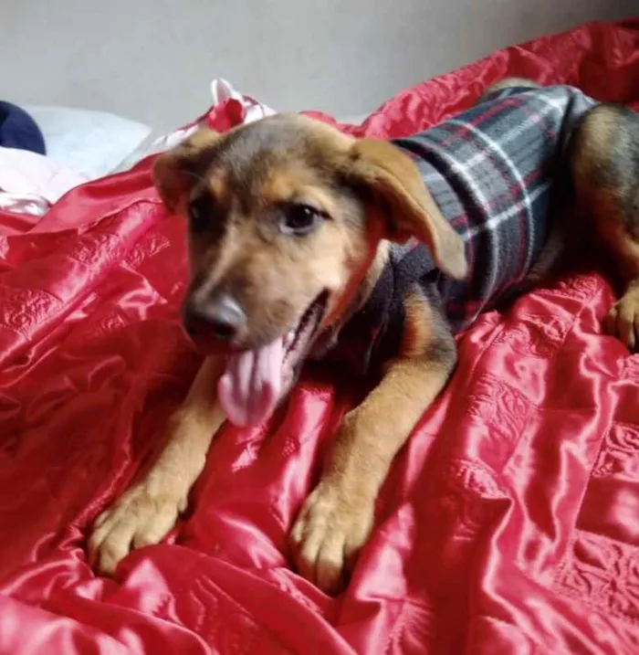 Cachorro ra a Mestiço de labrador  idade 2 a 6 meses nome Lipi 