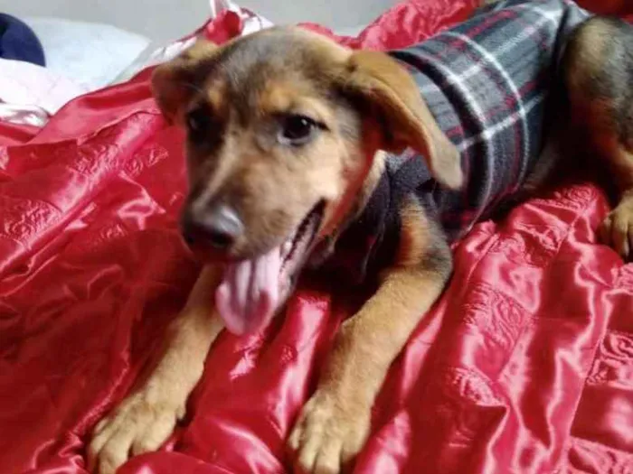 Cachorro ra a Mestiço de labrador  idade 2 a 6 meses nome Lipi 