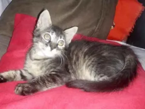 Gato raça SRD idade 2 a 6 meses nome Lia 