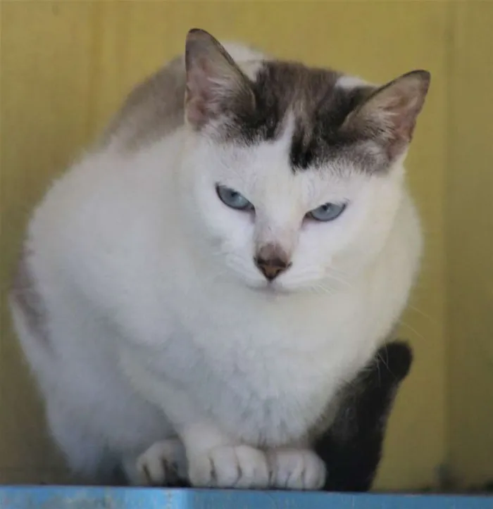Gato ra a  idade  nome Flora