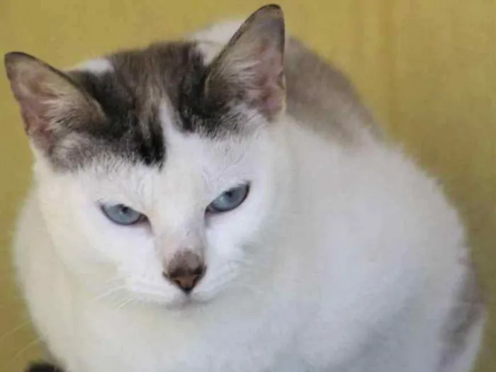 Gato ra a  idade  nome Flora
