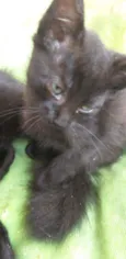 Pantera
