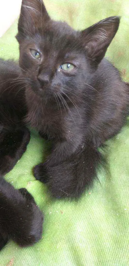 Gato ra a Indefinido  idade 2 a 6 meses nome Pantera