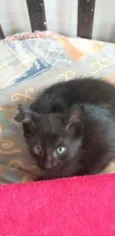 Pantera