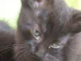 Pantera