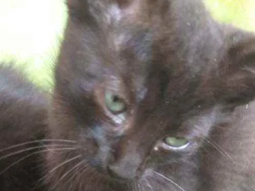 Gato ra a Indefinido  idade 2 a 6 meses nome Pantera
