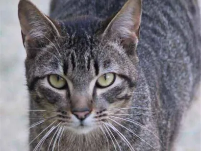 Gato raça  idade  nome Denis