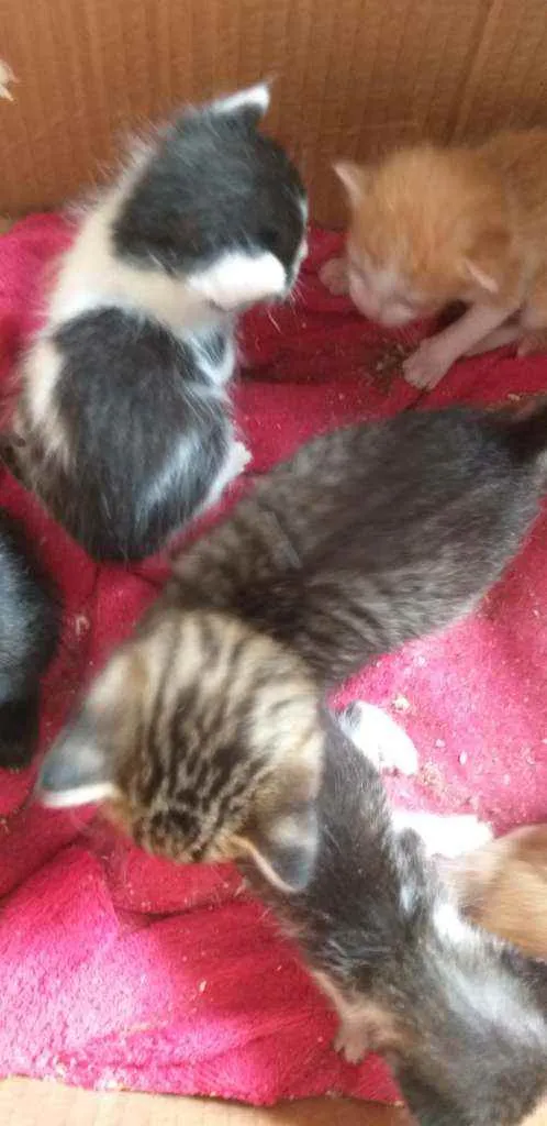 Gato ra a Indefinido  idade 2 a 6 meses nome Mimada