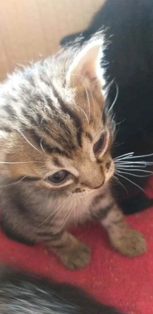Gato ra a Indefinido  idade 2 a 6 meses nome Mimada