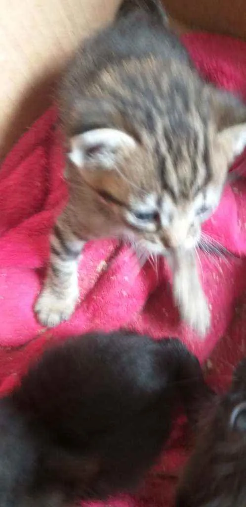 Gato ra a Indefinido  idade 2 a 6 meses nome Mimada