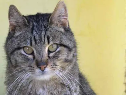 Gato raça  idade  nome Angelo