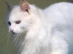 Gato raça  idade  nome Alex