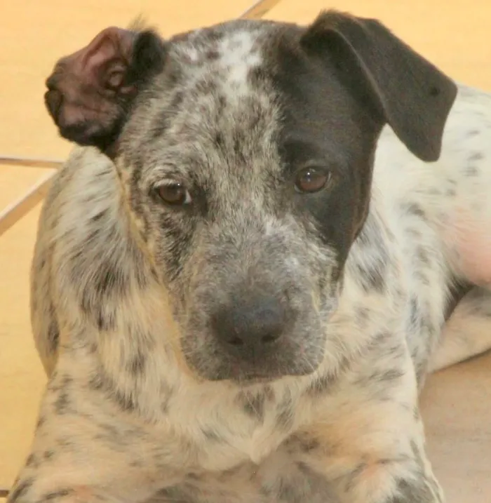 Cachorro ra a  idade 2 a 6 meses nome Kira Filhotinha