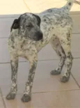 Kira Filhotinha