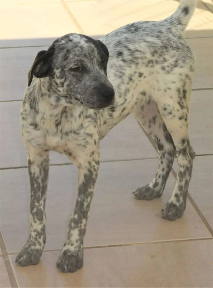 Cachorro ra a  idade 2 a 6 meses nome Kira Filhotinha