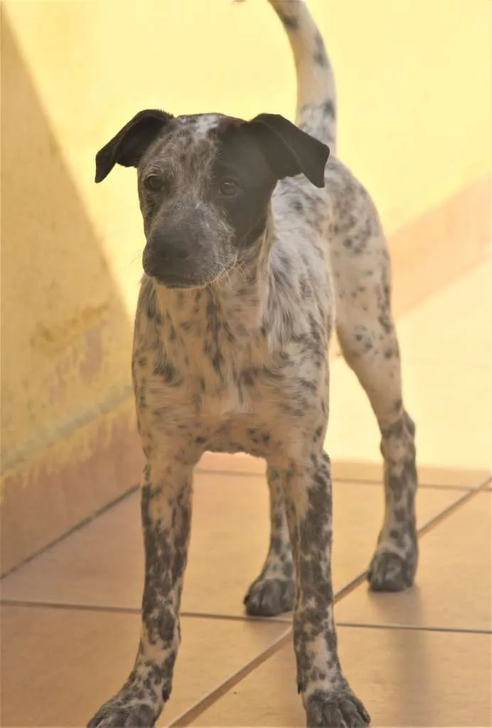 Cachorro ra a  idade 2 a 6 meses nome Kira Filhotinha