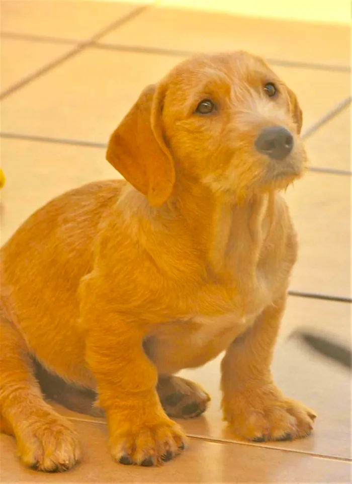 Cachorro ra a  idade 2 a 6 meses nome Yago Filhotinho