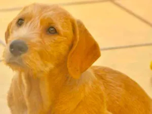 Cachorro raça  idade 2 a 6 meses nome Yago Filhotinho