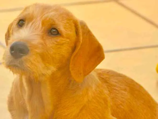Cachorro ra a  idade 2 a 6 meses nome Yago Filhotinho