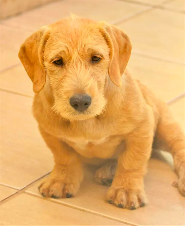 Cachorro ra a  idade 2 a 6 meses nome Yago Filhotinho