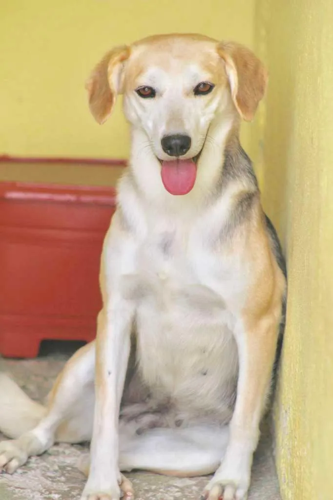 Cachorro ra a  idade 4 anos nome Sandy