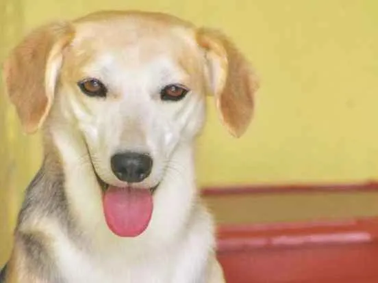 Cachorro ra a  idade 4 anos nome Sandy