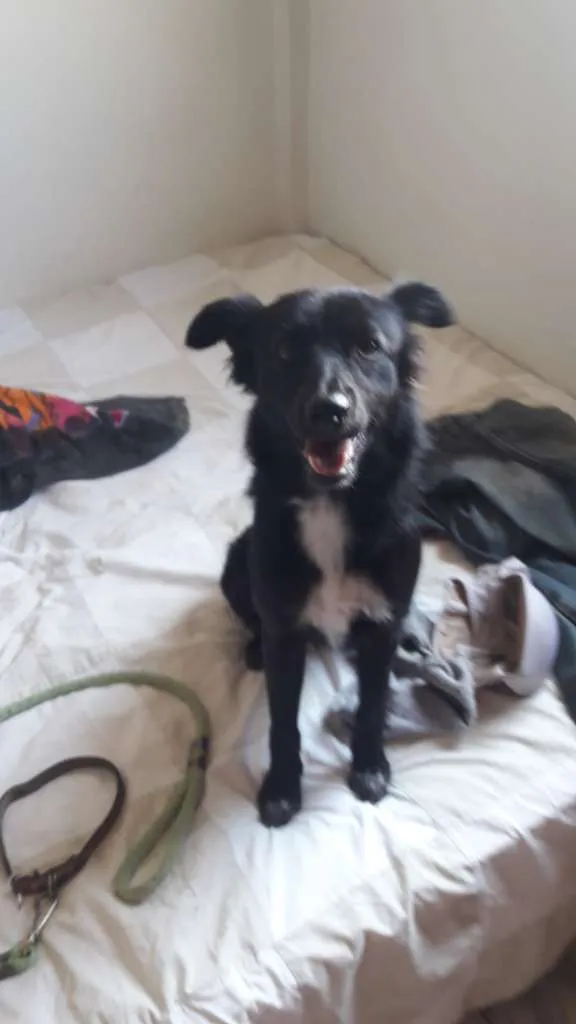 Cachorro ra a SRD-ViraLata idade 1 ano nome Neguinha