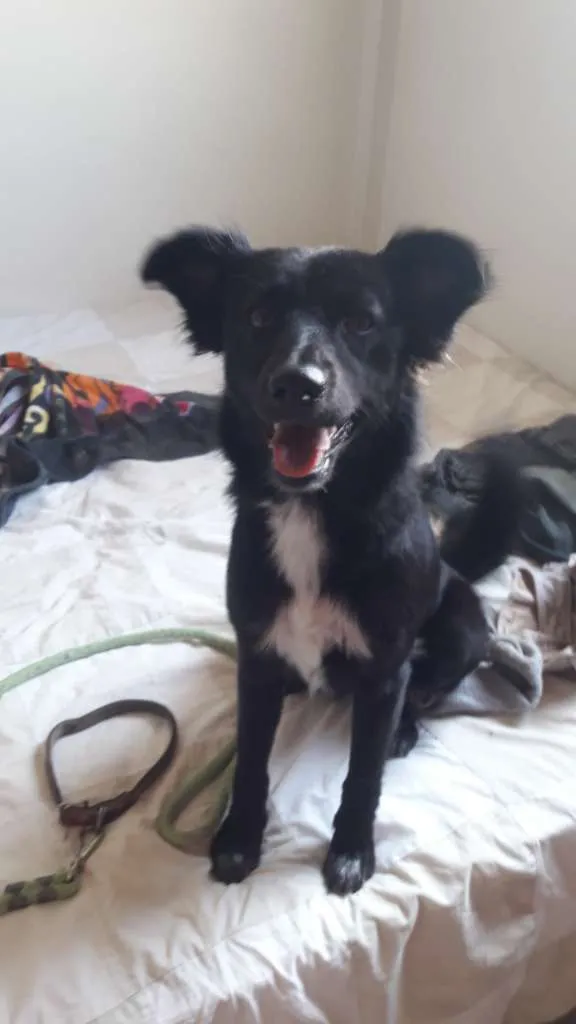 Cachorro ra a SRD-ViraLata idade 1 ano nome Neguinha