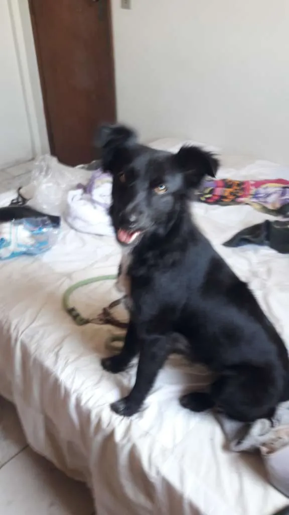 Cachorro ra a SRD-ViraLata idade 1 ano nome Neguinha