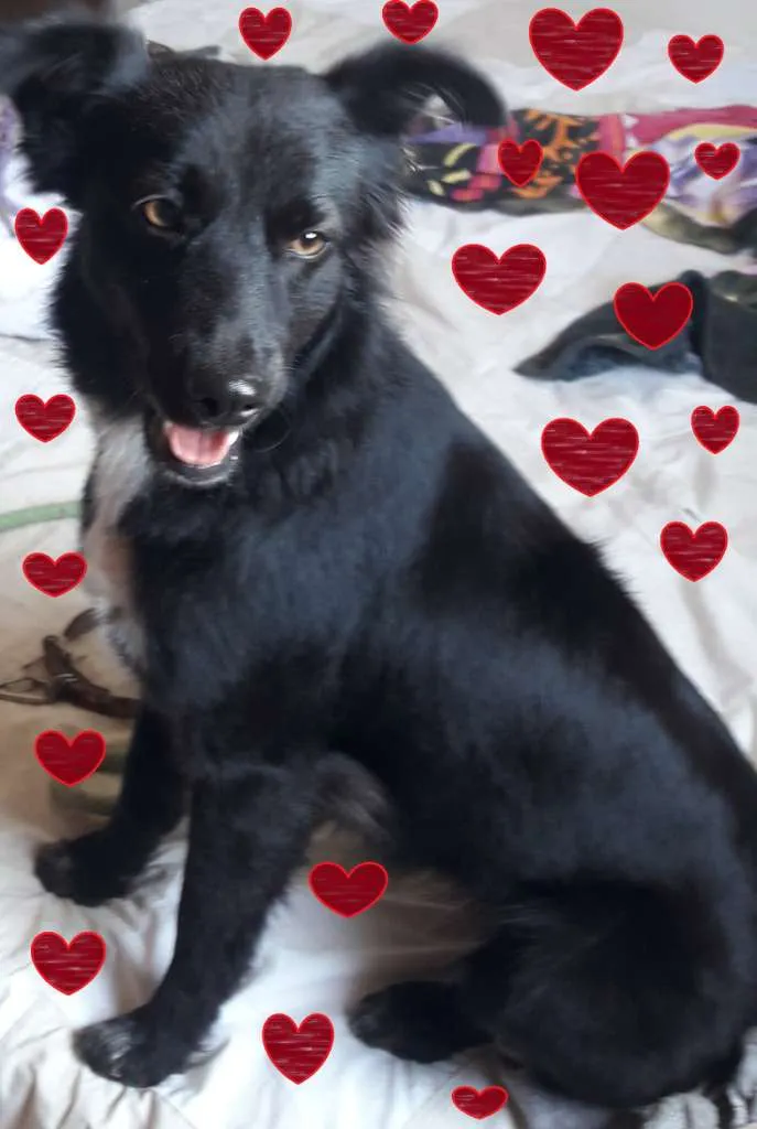 Cachorro ra a SRD-ViraLata idade 1 ano nome Neguinha