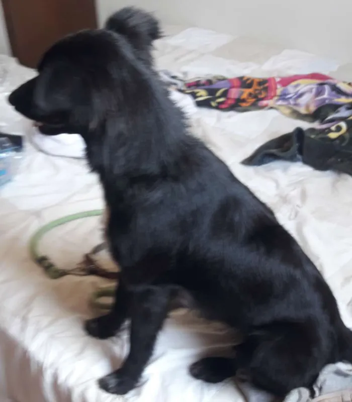 Cachorro ra a SRD-ViraLata idade 1 ano nome Neguinha