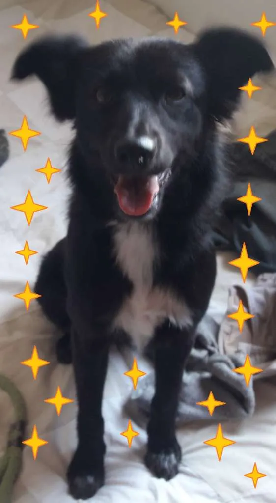 Cachorro ra a SRD-ViraLata idade 1 ano nome Neguinha