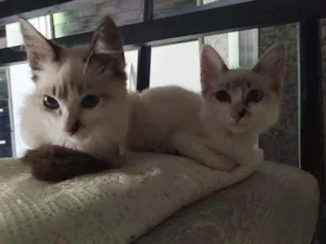 Gato raça Siamês com gato normal idade 7 a 11 meses nome Milly e Molly