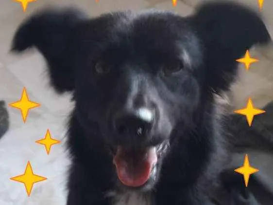 Cachorro ra a SRD-ViraLata idade 1 ano nome Neguinha