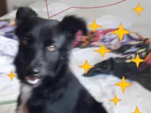 Cachorro raça SRD-ViraLata idade 1 ano nome Neguinha