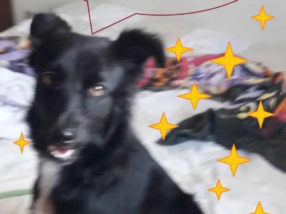 Cachorro ra a SRD-ViraLata idade 1 ano nome Neguinha