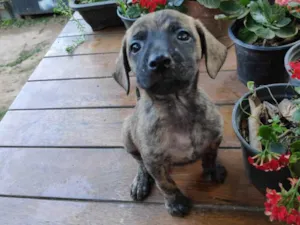 Cachorro raça Srd idade Abaixo de 2 meses nome Contato somente por 