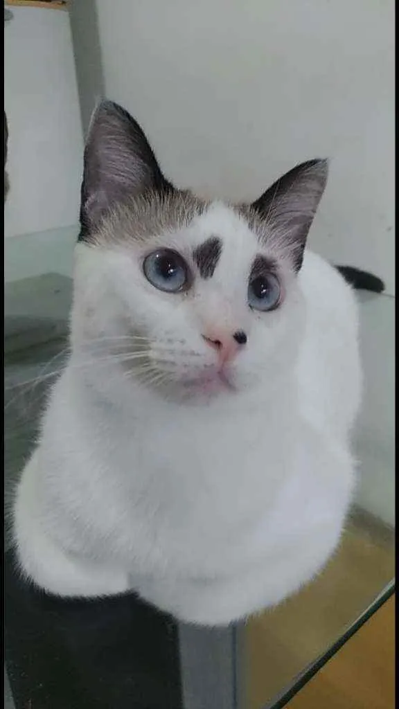 Gato ra a Srd idade 1 ano nome Anna
