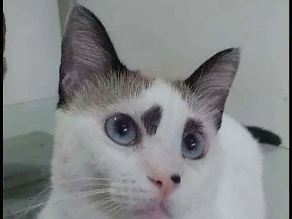 Gato ra a Srd idade 1 ano nome Anna