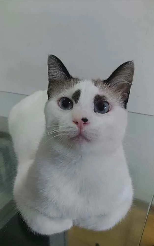 Gato ra a Srd idade 1 ano nome Anna