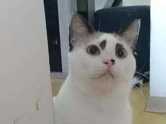 Gato ra a Srd idade 1 ano nome Anna