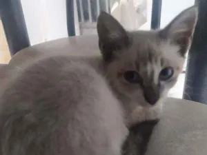 Gato raça Normal idade 2 a 6 meses nome Tutti