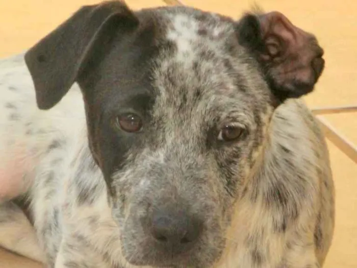 Cachorro ra a  idade 2 a 6 meses nome Kira Filhotinha