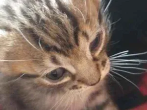 Gato raça Indefinido  idade 2 a 6 meses nome Mimada 