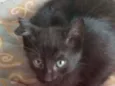 Pantera