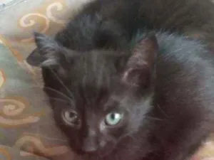 Gato raça Indefinido  idade 2 a 6 meses nome Pantera